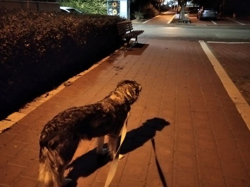 יום בחיי פיזיותרפיסטית רצפת אגן ואמא לארבעה בנים וכלבה